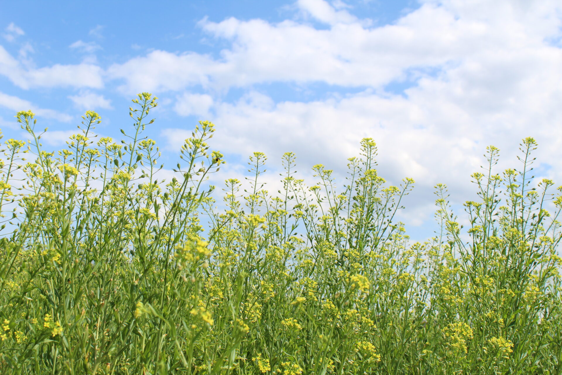 THE FINEST QUALITY CAMELINA OIL(ナルックスホールディングス株式会社)