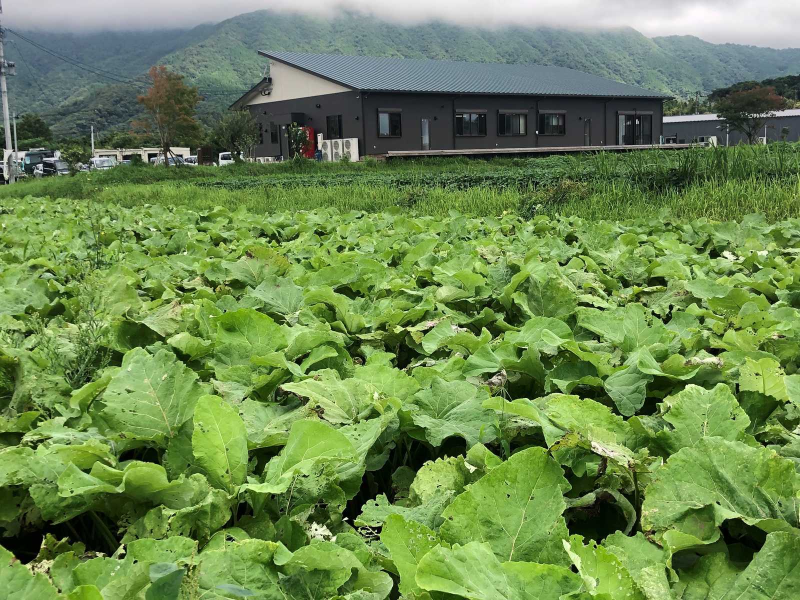 ＆WELL ごぼう茶 栄養丸ごと粉末タイプ